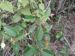 Jacquemontia pentanthos