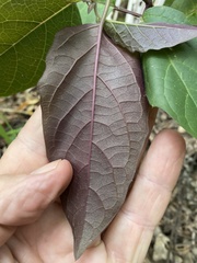 Clerodendrum tomentosum
