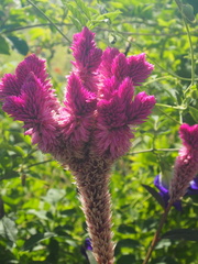 Celosia argentea
