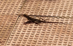 Agamidae