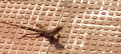 Agamidae