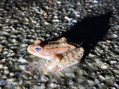 Rana draytonii