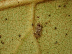 Stephanitis pyrioides