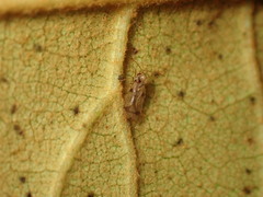 Stephanitis pyrioides