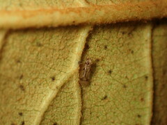 Stephanitis pyrioides