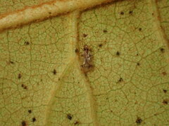 Stephanitis pyrioides