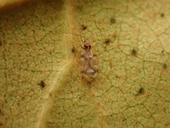 Stephanitis pyrioides