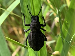 Sclerorinus