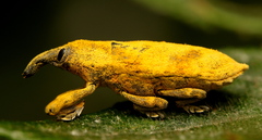 Gasteroclisus