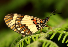 Acraea cabira