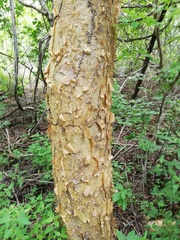 Burseraceae