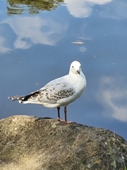 Chroicocephalus novaehollandiae novaehollandiae