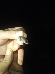 Leptodactylus melanonotus