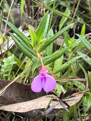 Impatiens pallidiflora