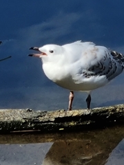 Chroicocephalus novaehollandiae novaehollandiae