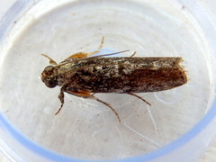 Sciota melanostyla