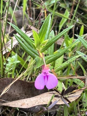 Impatiens pallidiflora