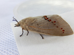Pinara metaphaea