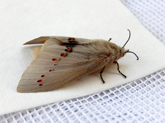 Pinara metaphaea