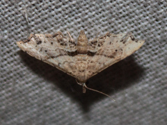 Hypenagonia
