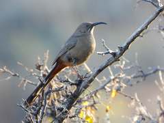Toxostoma crissale