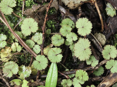 Hydrocotyle moschata