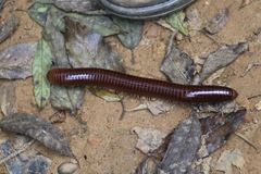 Archispirostreptus gigas