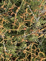 Gleichenia alpina