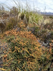 Gleichenia alpina