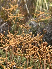 Gleichenia alpina