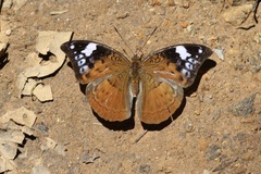 Bebearia chriemhilda