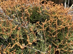 Gleichenia alpina