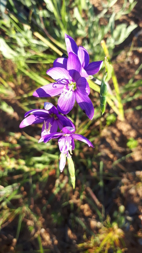 Geissorhiza lewisiae