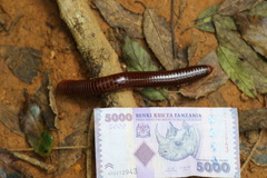 Archispirostreptus gigas