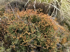 Gleichenia alpina