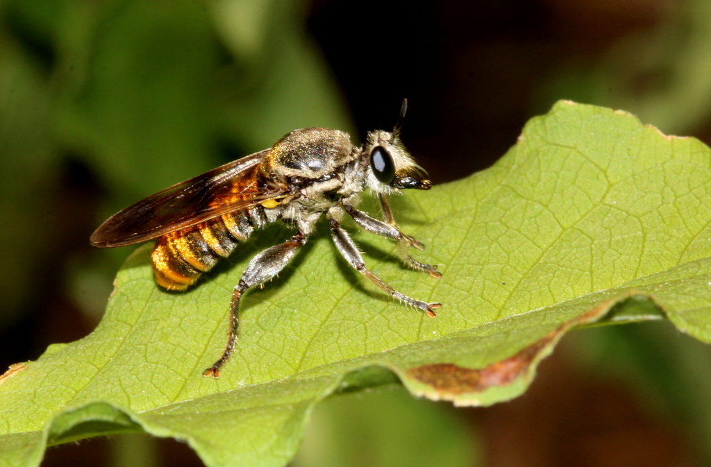 Golden Robber Fly from Mopani District Municipality, South Africa on ...