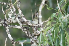 Pogoniulus leucomystax