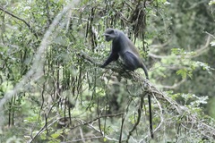Cercopithecus mitis albogularis