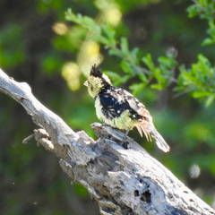 Trachyphonus vaillantii