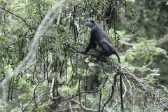 Cercopithecus mitis albogularis