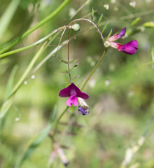 Lathyrus angulatus