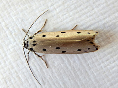 Ethmia heptasema