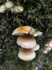 Scytinotus longinquus