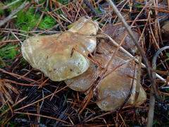 Suillus umbonatus