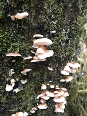 Scytinotus longinquus