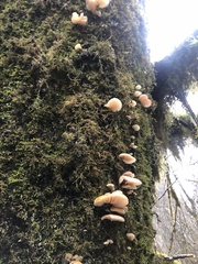 Scytinotus longinquus