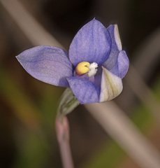 Thelymitra peniculata