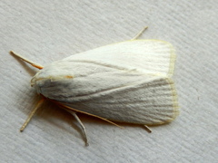 Cryptophasa flavolineata