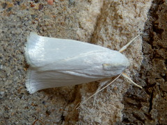 Cryptophasa flavolineata
