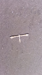 Gillmeria pallidactyla